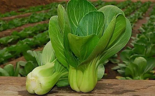 油菜菌核病菌抗药性严重， 选对农药是关键
