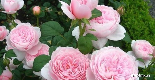 月季种植土壤大揭秘