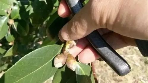 第三步：修剪得当，促进恢复