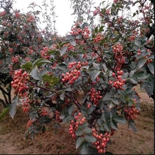 常见花椒地除草剂盘点