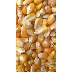 农村用麦麸、米糠、玉米如何科学配制玉米豆粕麦麸饲料以提高鸡的饲料利用率？