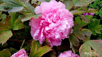 玫瑰花和牡丹花：可依食用的花中珍宝