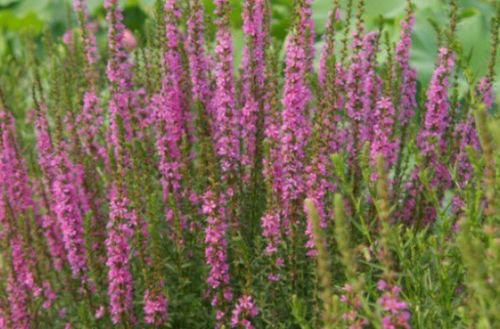 系统化消毒，这又是什么意思？