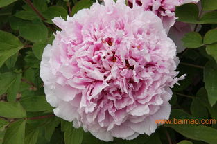 牡丹：健康与病态的区别