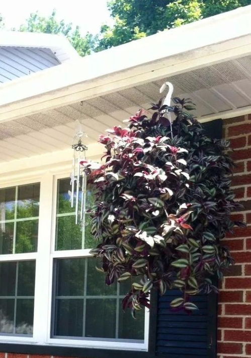 树下草坪种植指南：选草有讲究