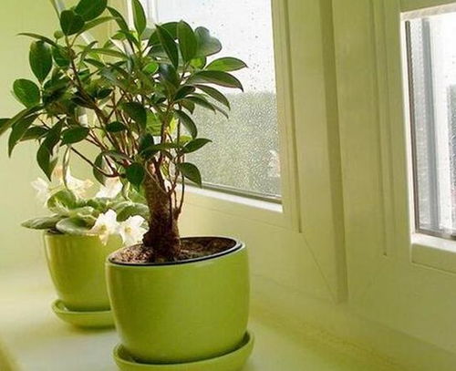 多肉植物，生命的韧性