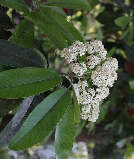 本石楠：大自然的神秘使者