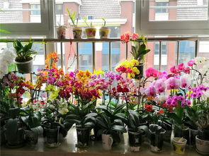 蝴蝶兰开花的技巧