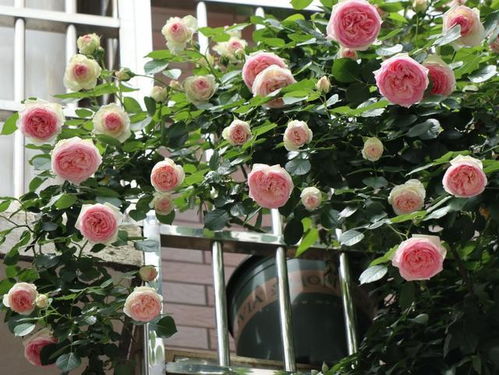 春季藤本月季爆花攻略，你知道吗？