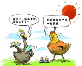 春季蛋鸡稳产攻略：双管齐下