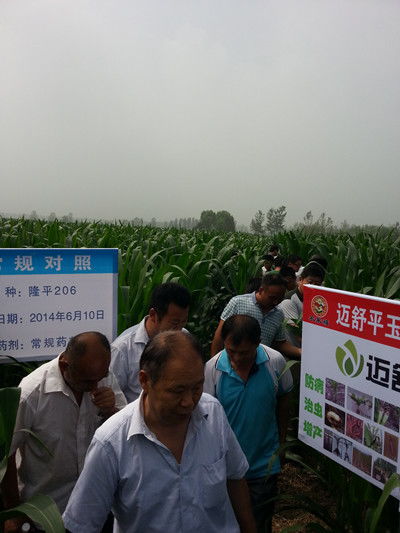 先正达迈舒平拌种， 每亩用量揭秘