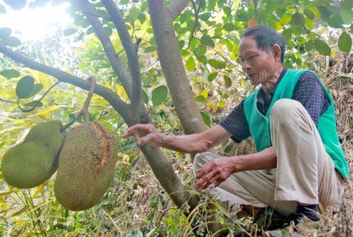 树菠萝：大自然的馈赠， 采摘的智慧