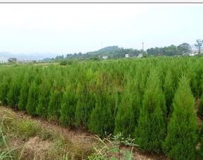 数字游戏， 塔柏价格揭秘