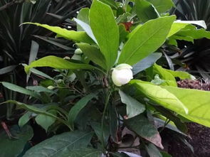 半阴半阳，果树蔬菜的乐园