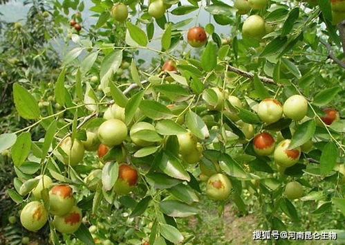 二、枣树根的文化象征