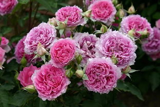 月季枯萎病：究竟是什么“杀手”