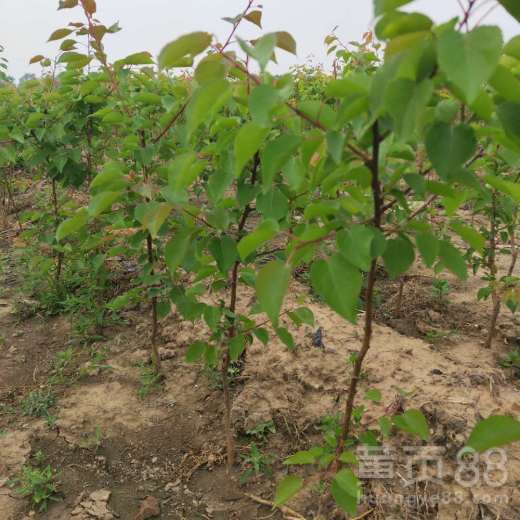 辣椒苗仅剩杆，能否成树？揭秘种植奇迹！