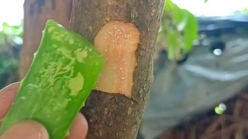 芦荟可嫁接玫瑰，方法简单