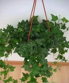 种植那些不挑土质的植物，三类低维护绿植实测数据如何？