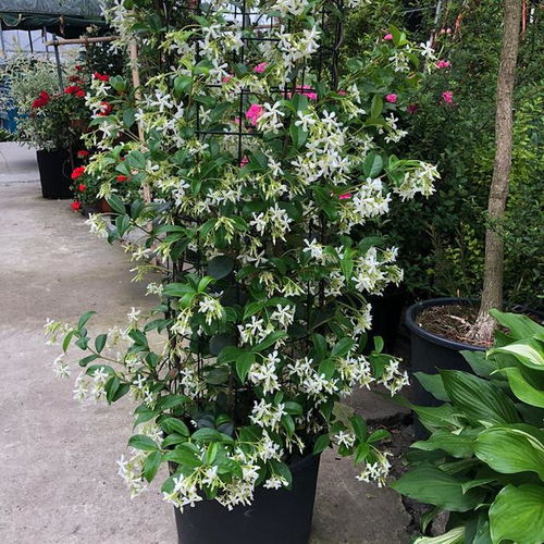 风车茉莉修根技巧，耐修剪花卉推荐