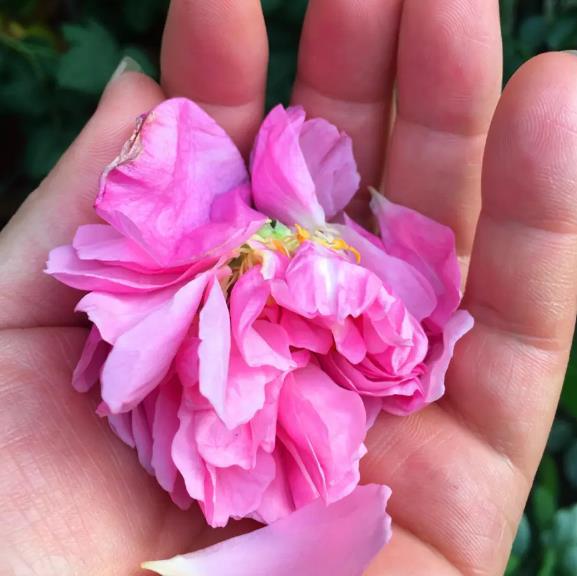 月季花开放的奥秘探寻