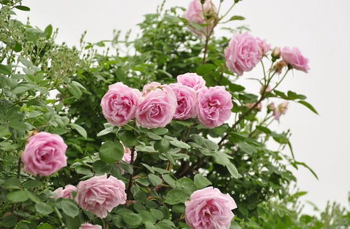 月季花的美丽与神秘