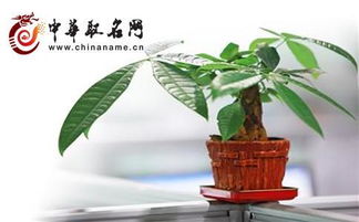 发财树名字的吉祥寓意与好运吸引法