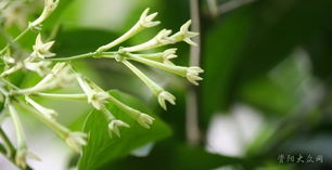 香气持久的小秘密