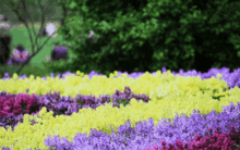 海棠种子选得好， 四季花开不用愁