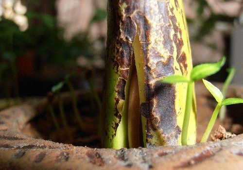 第二步：种子泡澡