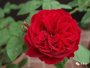 火焰月季：色彩之谜