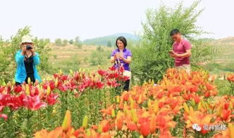 观赏价值，美化家居必备