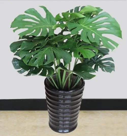 种植植物，净化空气的小帮手