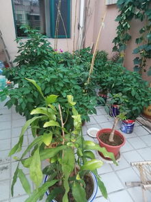 阳台养花， 小技巧多