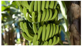 揭秘铁树生长奥秘：环境与特性深度解析