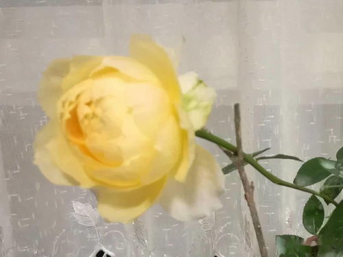 黄色小圆球， 耐寒又耐堪