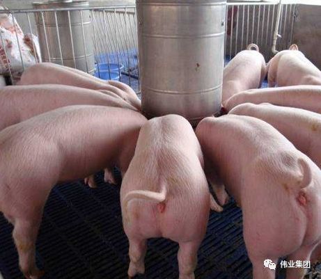 如何根据猪全价料辨别其质量？猪浓缩料、预混料和全价料有何区别？