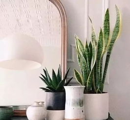 三、柏树花在传统中医中的应用