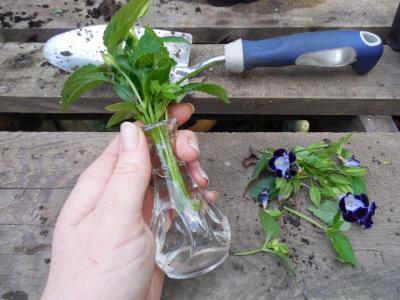 凤仙花扦插时如何正确选择插杆和掌握种植步骤