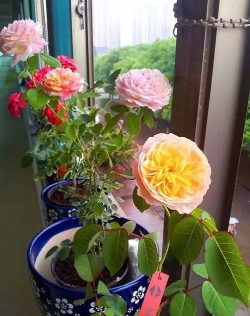 病虫害防治， 月季健康的关键