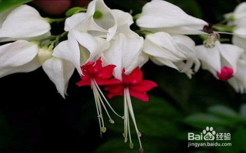 龙吐珠花有毒吗？看完再决定要不要养