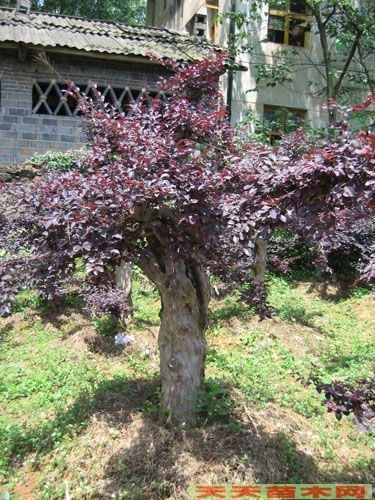 白色的木头是什么木？