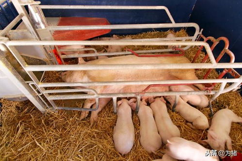 如何精准调控母猪日粮，提升产奶效率