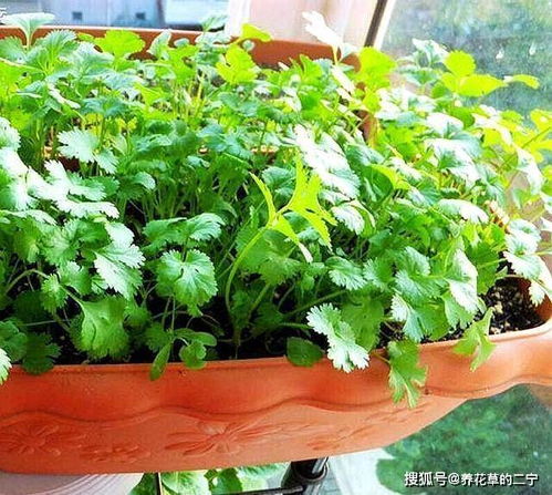 香菜专用肥，促花盆香菜粗壮生长