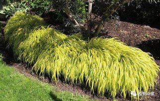 生态修复的助力者