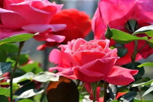 月季花开花多多，种植小窍门大揭秘！