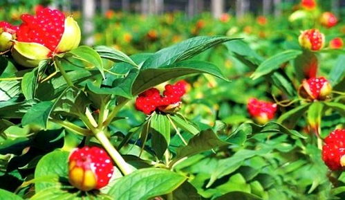 政府补贴：是不是白给钱？