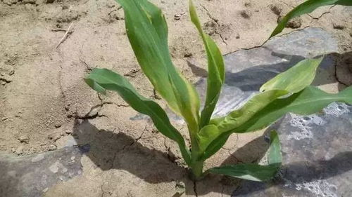 丙环唑：小药水， 大影响