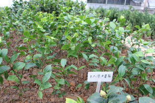 茶花苗：小苗与大苗，哪个梗适合种植？