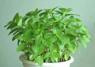薄荷生长需要怎样的土壤和光照条件